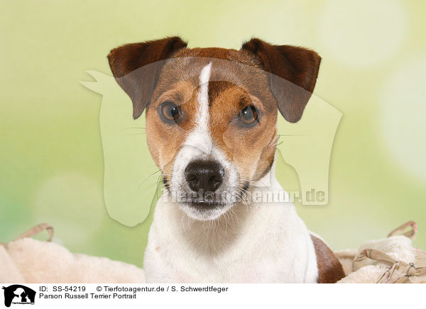 Parson Russell Terrier Portrait / SS-54219