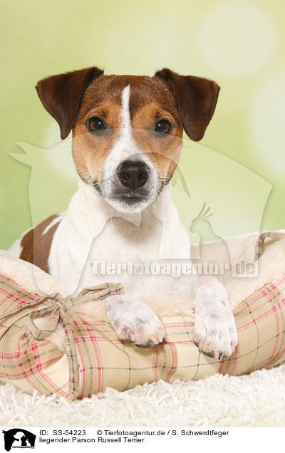 liegender Parson Russell Terrier / lying Parson Russell Terrier / SS-54223