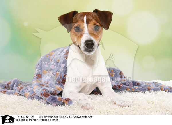 liegender Parson Russell Terrier / SS-54224