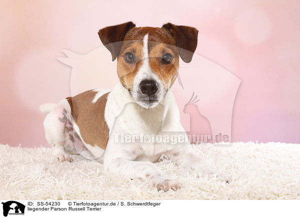 liegender Parson Russell Terrier / SS-54230