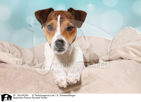 liegender Parson Russell Terrier / SS-54240