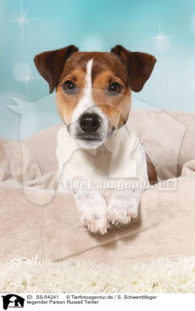 liegender Parson Russell Terrier / SS-54241