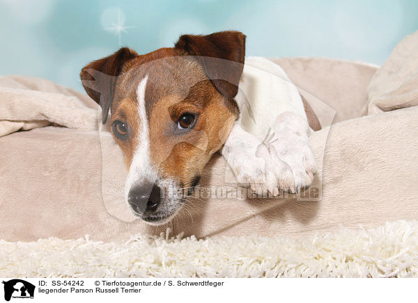 liegender Parson Russell Terrier / lying Parson Russell Terrier / SS-54242