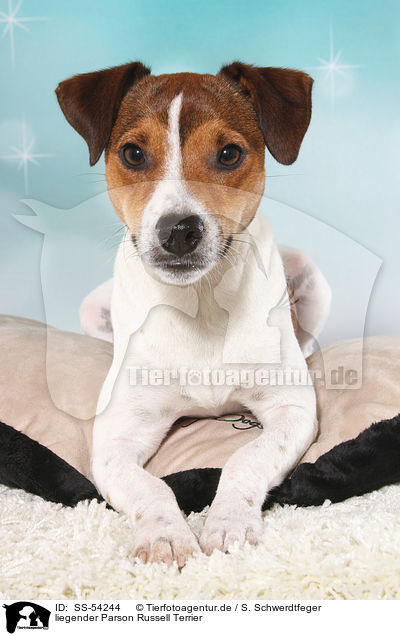 liegender Parson Russell Terrier / lying Parson Russell Terrier / SS-54244