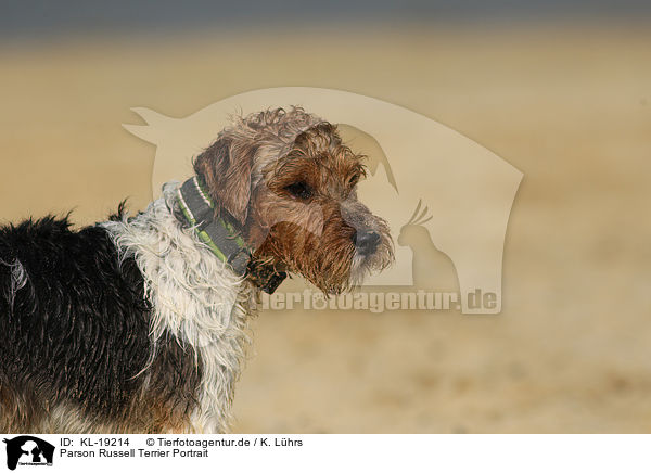 Parson Russell Terrier Portrait / Parson Russell Terrier Portrait / KL-19214