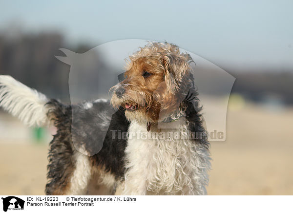 Parson Russell Terrier Portrait / KL-19223