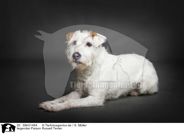 liegender Parson Russell Terrier / SM-01484