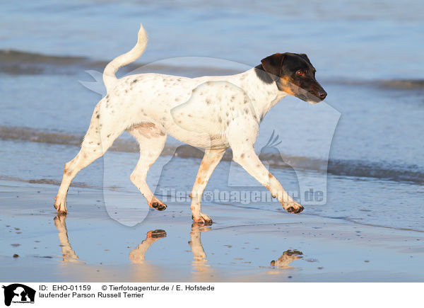 laufender Parson Russell Terrier / EHO-01159
