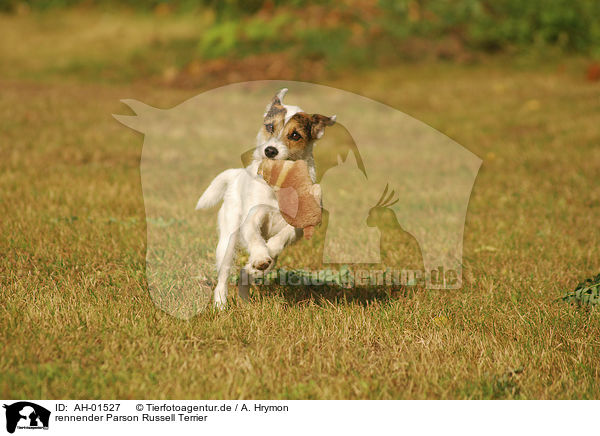 rennender Parson Russell Terrier / AH-01527