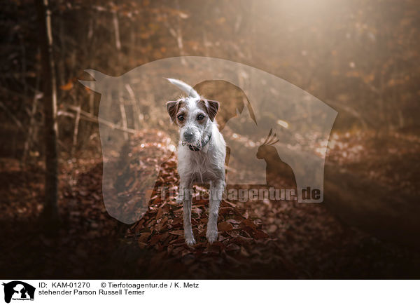 stehender Parson Russell Terrier / KAM-01270