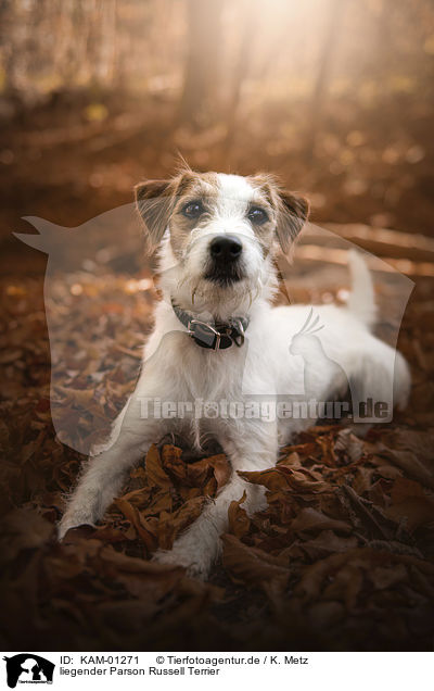 liegender Parson Russell Terrier / KAM-01271