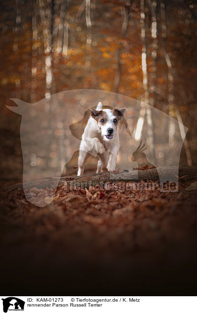 rennender Parson Russell Terrier / KAM-01273