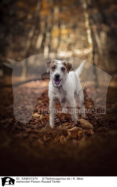 stehender Parson Russell Terrier / KAM-01274