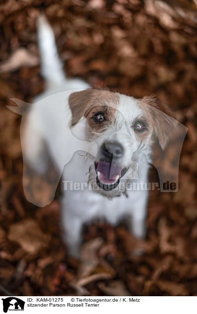sitzender Parson Russell Terrier / KAM-01275