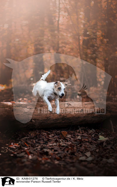 rennender Parson Russell Terrier / KAM-01276