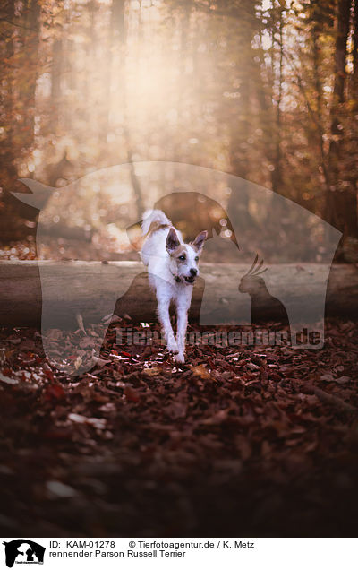 rennender Parson Russell Terrier / KAM-01278