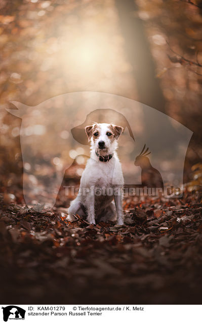 sitzender Parson Russell Terrier / KAM-01279