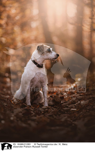 sitzender Parson Russell Terrier / KAM-01280