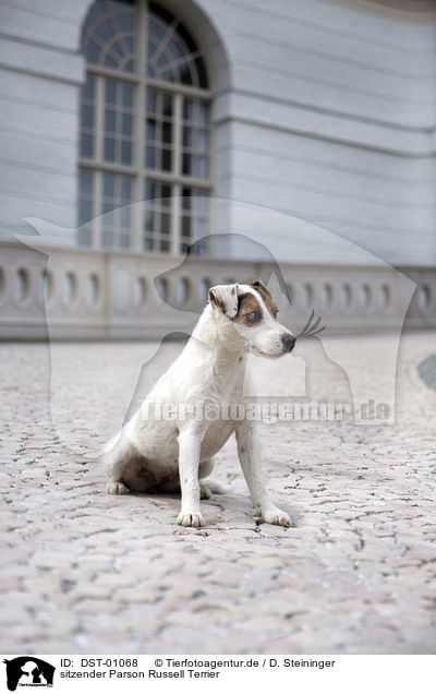 sitzender Parson Russell Terrier / DST-01068