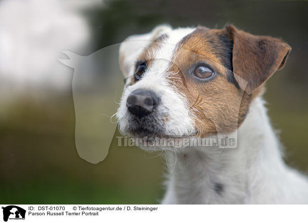 Parson Russell Terrier Portrait / DST-01070