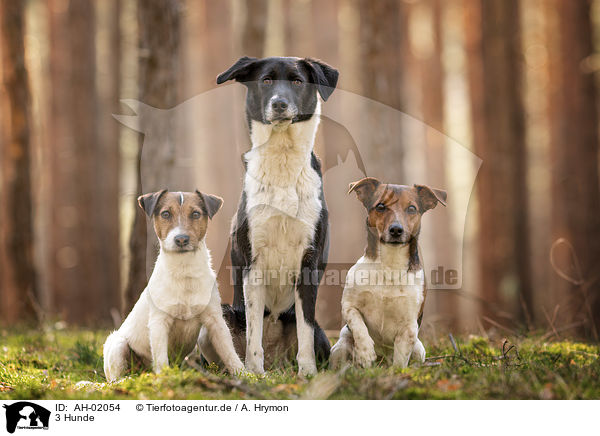 3 Hunde / 3 Dogs / AH-02054