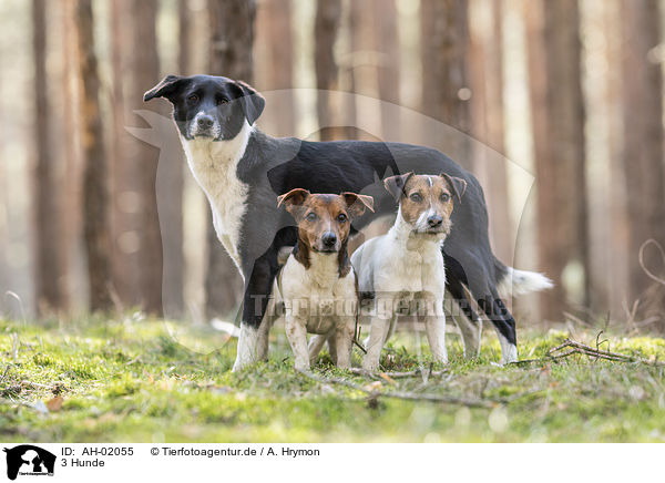 3 Hunde / 3 Dogs / AH-02055
