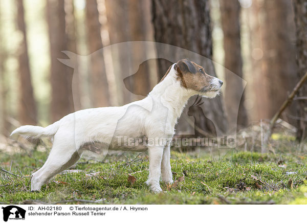 stehender Parson Russell Terrier / AH-02180