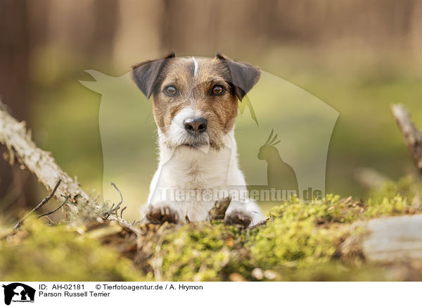 Parson Russell Terrier / AH-02181