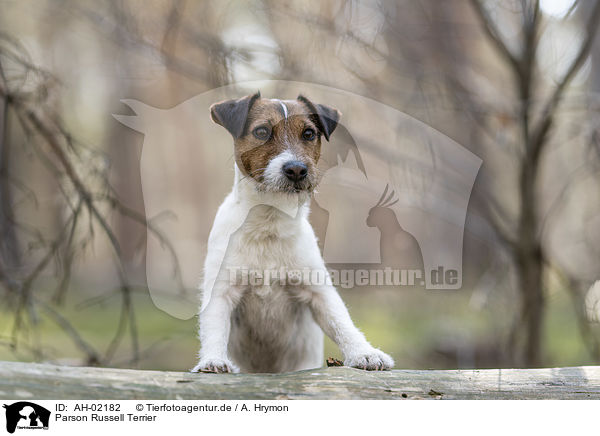 Parson Russell Terrier / AH-02182