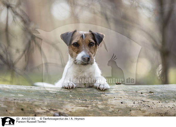 Parson Russell Terrier / AH-02183