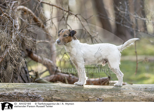 stehender Parson Russell Terrier / AH-02185