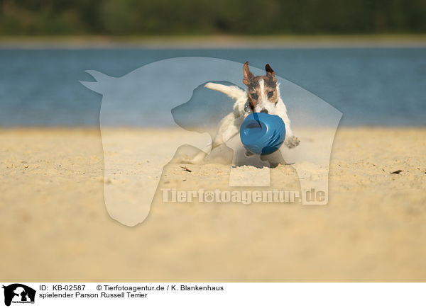 spielender Parson Russell Terrier / playing Parson Russell Terrier / KB-02587