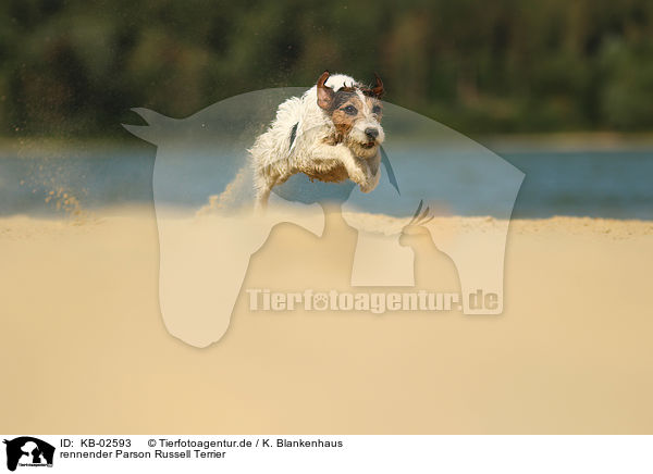 rennender Parson Russell Terrier / running Parson Russell Terrier / KB-02593