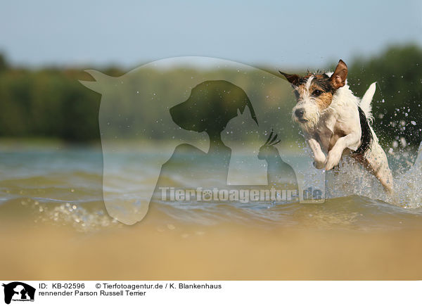 rennender Parson Russell Terrier / KB-02596