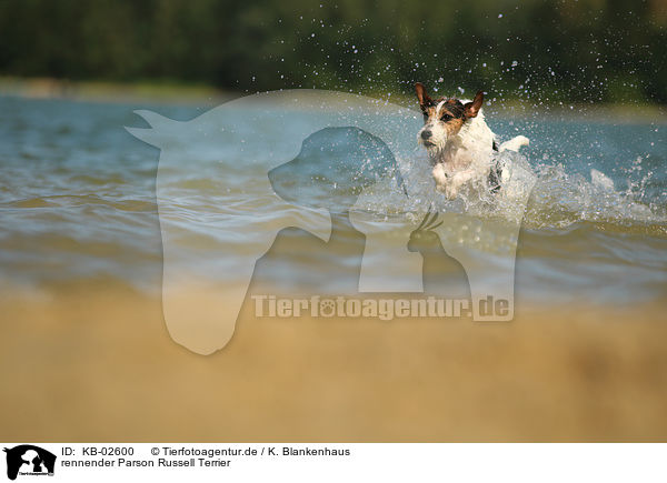 rennender Parson Russell Terrier / running Parson Russell Terrier / KB-02600