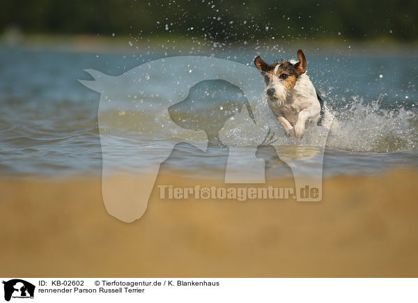 rennender Parson Russell Terrier / KB-02602