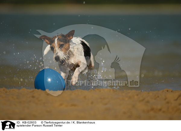 spielender Parson Russell Terrier / playing Parson Russell Terrier / KB-02603