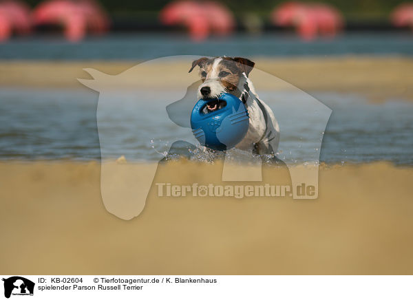 spielender Parson Russell Terrier / KB-02604