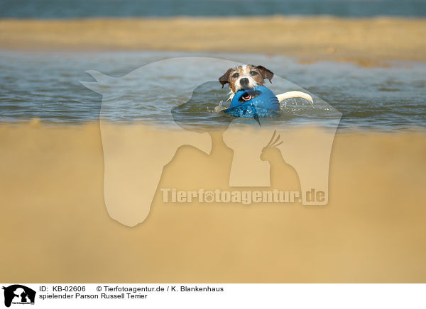 spielender Parson Russell Terrier / playing Parson Russell Terrier / KB-02606