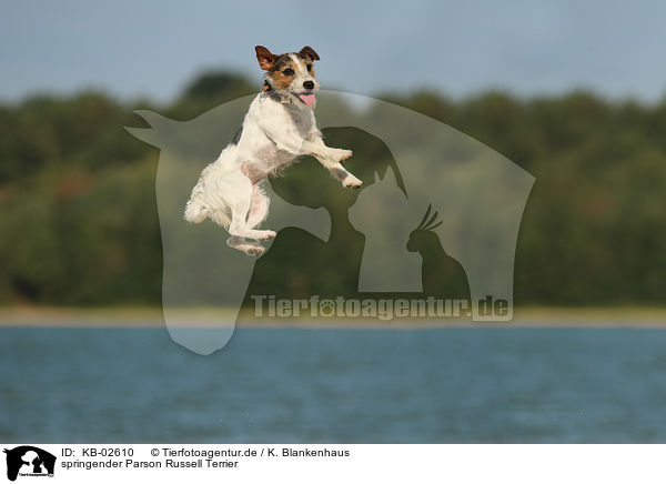 springender Parson Russell Terrier / KB-02610