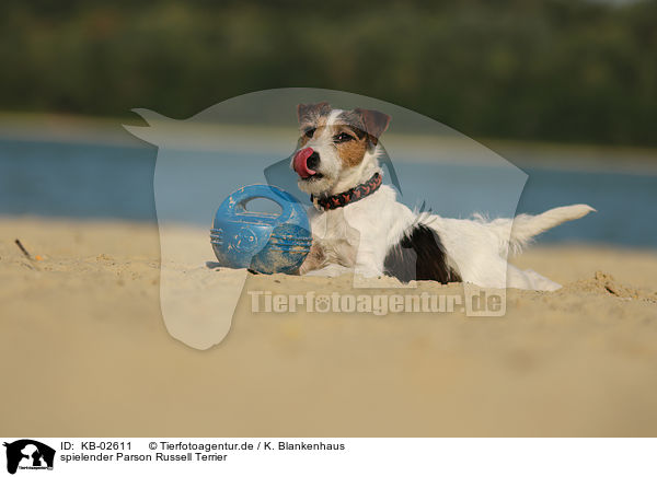 spielender Parson Russell Terrier / KB-02611