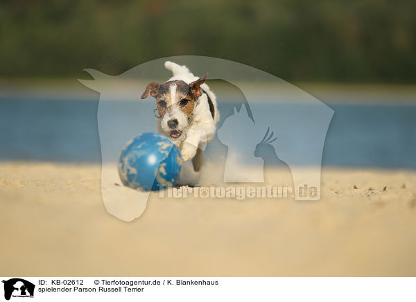 spielender Parson Russell Terrier / KB-02612