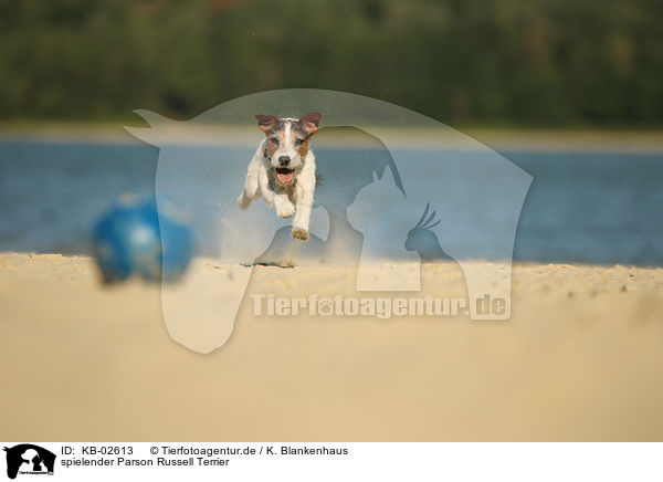 spielender Parson Russell Terrier / KB-02613