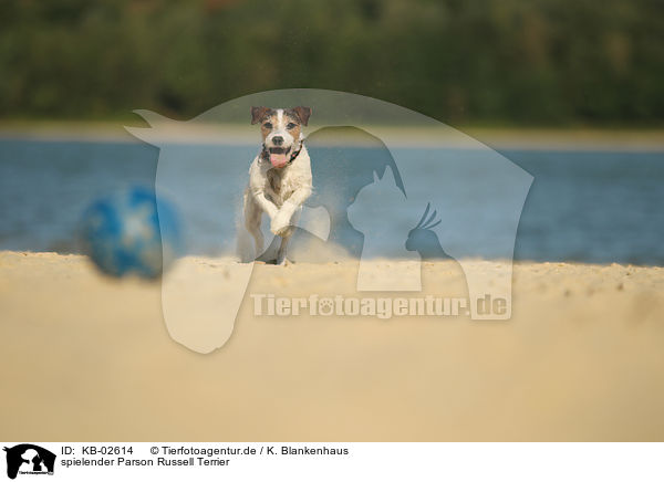 spielender Parson Russell Terrier / KB-02614