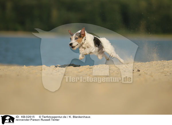 rennender Parson Russell Terrier / KB-02615