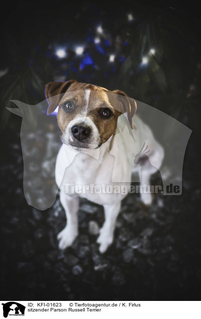 sitzender Parson Russell Terrier / KFI-01623