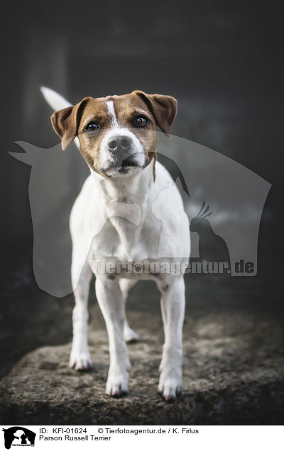 Parson Russell Terrier / KFI-01624