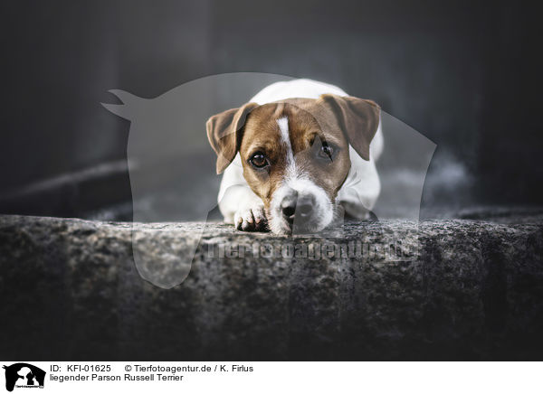 liegender Parson Russell Terrier / KFI-01625