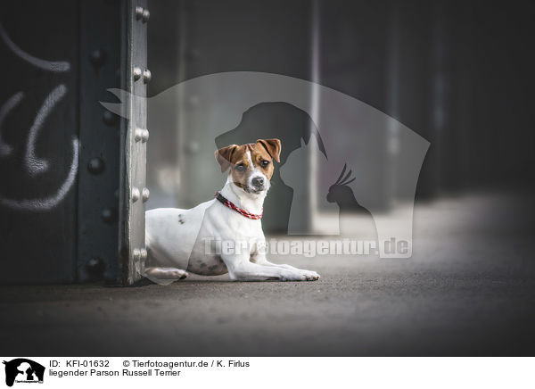 liegender Parson Russell Terrier / KFI-01632