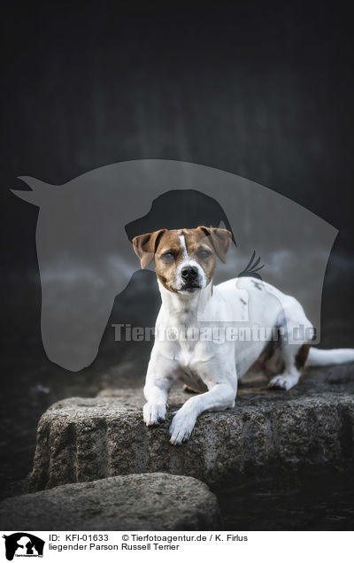 liegender Parson Russell Terrier / KFI-01633